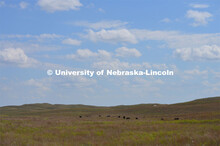 Cattle and livestock on the Diamond Bar Ranch north of Stapleton, NE, in the Nebraska Sandhills. Jun