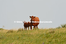Cattle and livestock on the Diamond Bar Ranch north of Stapleton, NE, in the Nebraska Sandhills. Jun