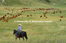 Ranchers ride on horseback to round up the cattle for branding and tagging. Cattle and livestock on 