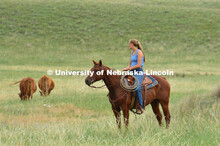 Ranchers ride on horseback to round up the cattle for branding and tagging. Cattle and livestock on 