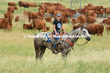 Ranchers ride on horseback to round up the cattle for branding and tagging. Cattle and livestock on 