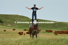 A young rancher shows his skills of standing on the back of his horse. Cattle and livestock on the D