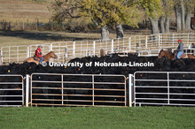 Ranchers ride on horseback to round up the cattle for branding and tagging. Cattle and livestock on 
