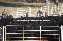 Ranchers ride on horseback to round up the cattle for branding and tagging. Cattle and livestock on 