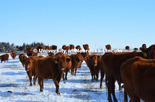 Cattle and livestock on the Diamond Bar Ranch north of Stapleton, NE, in the Nebraska Sandhills. Jun