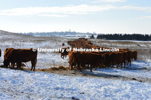 Cattle and livestock on the Diamond Bar Ranch north of Stapleton, NE, in the Nebraska Sandhills. Jun