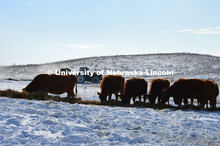 Cattle and livestock on the Diamond Bar Ranch north of Stapleton, NE, in the Nebraska Sandhills. Jun
