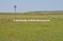 Cattle and livestock on the Diamond Bar Ranch north of Stapleton, NE, in the Nebraska Sandhills. Jun
