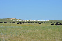 Cattle and livestock on the Diamond Bar Ranch north of Stapleton, NE, in the Nebraska Sandhills. Jun