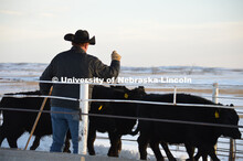 Cattle and livestock on the Diamond Bar Ranch north of Stapleton, NE, in the Nebraska Sandhills. Jun
