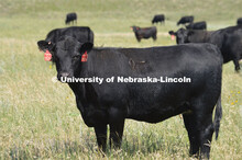 Cattle and livestock on the Diamond Bar Ranch north of Stapleton, NE, in the Nebraska Sandhills. Jun