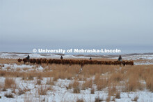 Cattle and livestock on the Diamond Bar Ranch north of Stapleton, NE, in the Nebraska Sandhills. Jun