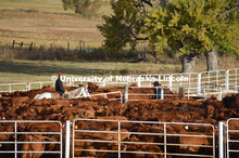 Cattle and livestock on the Diamond Bar Ranch north of Stapleton, NE, in the Nebraska Sandhills. Jun