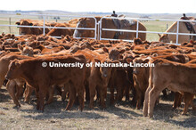 The cattle are corraled so the Ranchers can work them. Ranchers ride on horseback to round up the ca