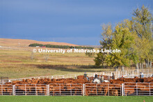 Ranchers ride on horseback to round up the cattle for branding and tagging. Cattle and livestock on 