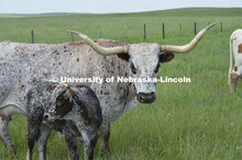 Cattle and livestock on the Diamond Bar Ranch north of Stapleton, NE, in the Nebraska Sandhills. Jun