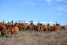 Ranchers ride on horseback to round up the cattle for branding and tagging. Cattle and livestock on 