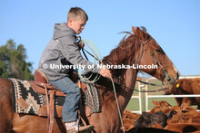 Ranchers ride on horseback to round up the cattle for branding and tagging. Cattle and livestock on 