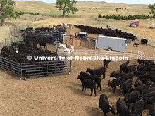 The cattle are corraled so the Ranchers can work them. Ranchers ride on horseback to round up the ca
