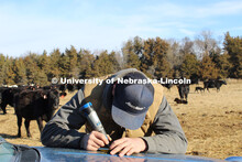 Cattle and livestock on the Diamond Bar Ranch north of Stapleton, NE, in the Nebraska Sandhills. Jun