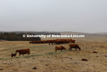 Cattle and livestock on the Diamond Bar Ranch north of Stapleton, NE, in the Nebraska Sandhills. Jun