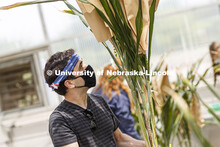 Summer research in Beadle Greenhouse in James Schnable sorghum research area. Students wear masks as