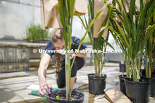 Olivia Fiala, research technician for the Center for Plant Innovation, records and examines sorghum 