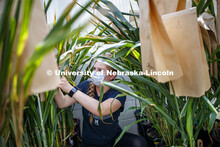 Olivia Fiala, research technician for the Center for Plant Innovation, records and examines sorghum 