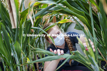 Olivia Fiala, research technician for the Center for Plant Innovation, records and examines sorghum 