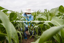 Ravi Mural, post doc in agronomy, takes a photosynthesis measurement of a corn leaf in the research 