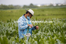 Ravi Mural, post doc in agronomy, takes a photosynthesis measurement of a corn leaf in the research 