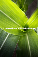 Close up of a corn plant at the Agriculture fields at 84th and Havelock. June 30, 2020. 