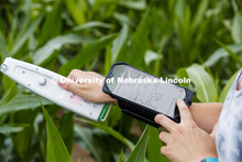 Mackenzie Zwiener, a graduate student in agronomy, takes a photosynthesis measurement of a corn leaf