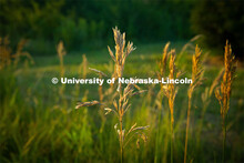 Bromegrass in Nebraska. July 9, 2020. 
