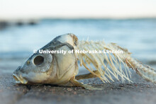 Skeletal remains of a fish on the shore of the Calamus Lake in Central Nebraska. July 9, 2020. 