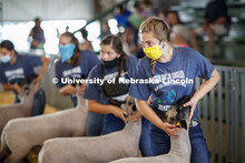Abigail Lutjelusche of Columbus, Nebraska, eyes the judge during the sheep showmanship competition a