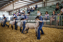 Alyvea Groteluschen of Columbus, Nebraska, eyes the judge during the junior showmanship sheep compet