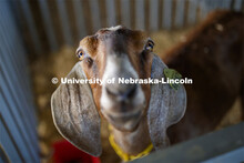 The Platte County Fair in Columbus, NE, changed this year because of COVOD-19. Each livestock/animal