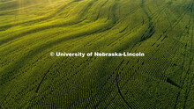 Corn fields tassel north of Adams, Nebraska. July 17, 2020. 