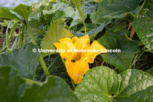 A squash blossom blooms in a garden plot at Cooper Farm in Omaha, Nebraska. July 22, 2020. 