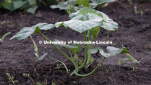Plants growing in the garden plots at Cooper Farm in Omaha, Nebraska. July 22, 2020. 