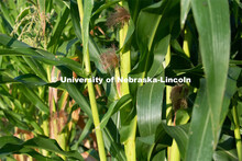 Corn growing in the garden plots at Cooper Farm in Omaha, Nebraska. July 22, 2020. 