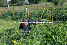 Master Gardeners work the garden at Cooper Farm in Omaha, Nebraska. July 22, 2020. 