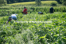 Extension Educator, John porter (in red), is part of the Urban Agriculture Program Coordinator. Mast