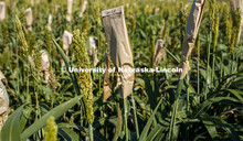 Sorghum grows in test plots on East Campus. July 22, 2020. 