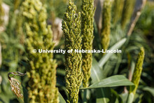 Sorghum grows in test plots on East Campus. July 22, 2020. 