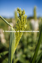 Sorghum grows in test plots on East Campus. July 22, 2020. 