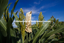 Sorghum grows in test plots on East Campus. July 22, 2020. 