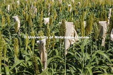 Sorghum grows in test plots on East Campus. July 22, 2020. 
