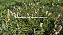 Sorghum grows in test plots on East Campus. July 22, 2020. 